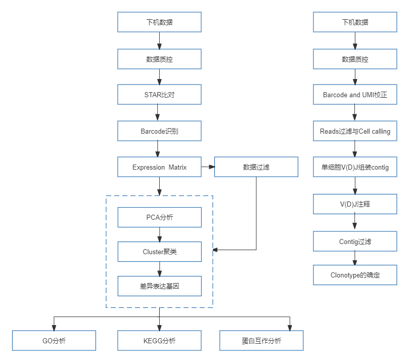 34、10x Genomics单细胞免疫组库测序.png