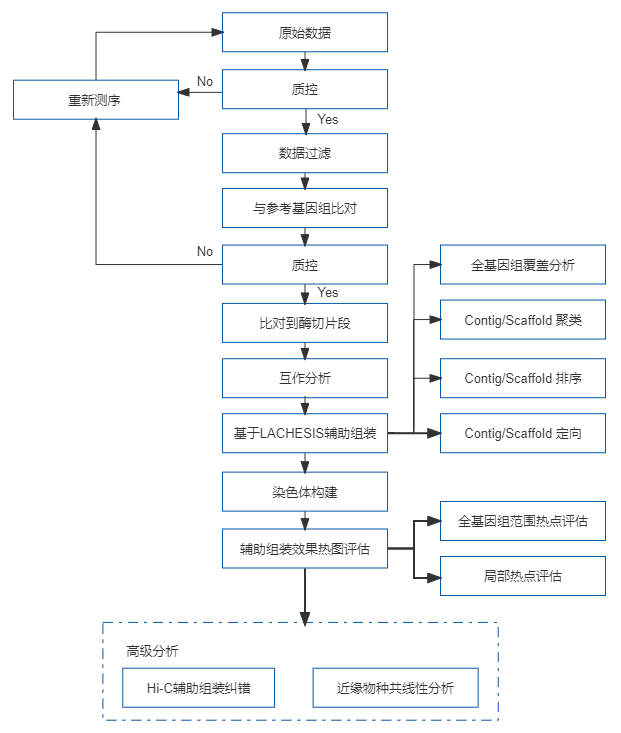 9、Hi-C辅助组装.png